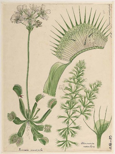 Aldrovanda vesiculosa.jpg